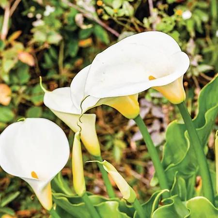 Hoya Charcos Ii Icod el Alto