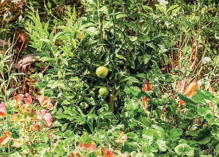 Hoya Charcos Ii * Icod el Alto