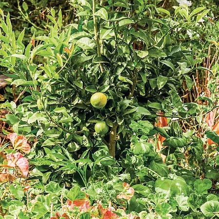 Hoya Charcos Ii * Icod el Alto